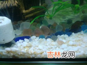 安黄褐藻是什么东西,鱼缸壁上黄褐色的东西是什么