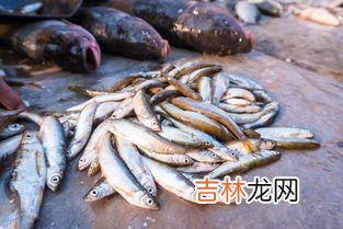 白条怎么吃,钓到白条后怎么吃，油炸白条的烹饪方法