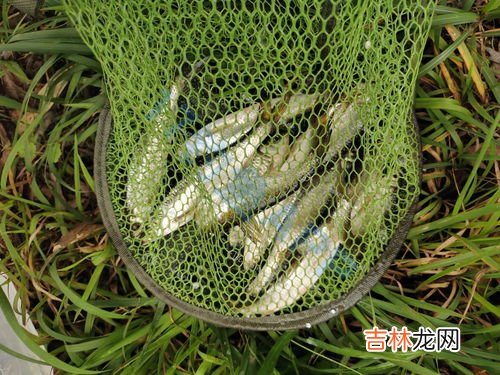 白条怎么吃,钓到白条后怎么吃，油炸白条的烹饪方法