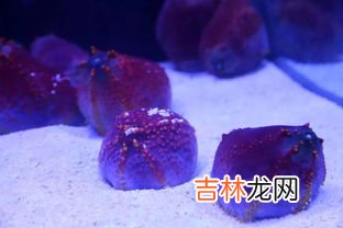 水母可以带上高铁吗,高铁可以带水上车吗