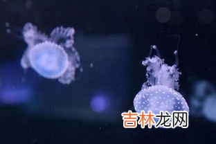 水母可以带上高铁吗,高铁可以带水上车吗