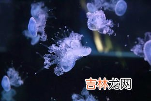 水母可以带上高铁吗,高铁可以带水上车吗