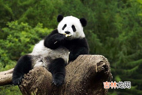 大熊猫为什么叫食铁兽,食铁兽为什么是大熊猫?