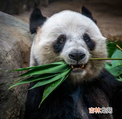 大熊猫为什么叫食铁兽,食铁兽为什么是大熊猫?