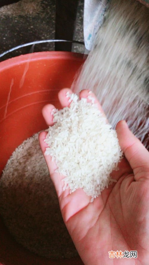 斑鸠吃大米吗,珠颈斑鸠能吃生大米吗？