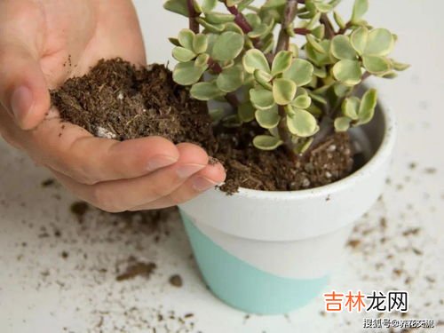 钱串子怎么去除,家里蚰蜒怎么消灭