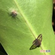 广翅蜡蝉若虫有毒吗,广翅蜡虫是一种怎样的虫子？