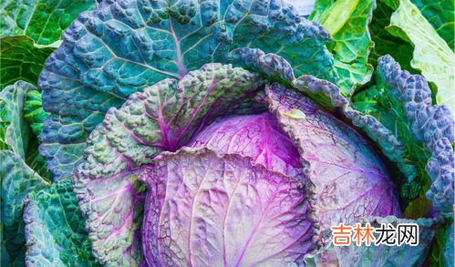 紫甘蓝和包菜有什么区别,紫甘蓝和包菜有什么区别