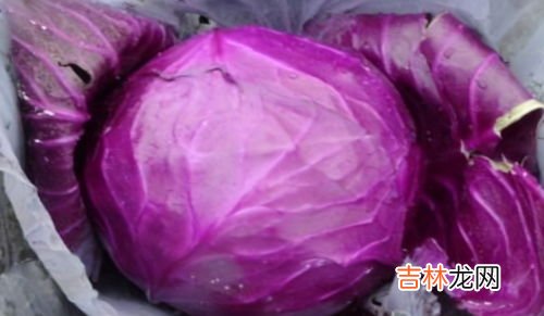 紫甘蓝和包菜有什么区别,紫甘蓝和包菜有什么区别