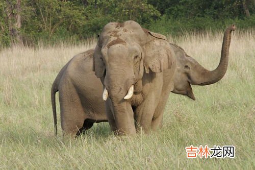 大象的生活习性,大象的生活习性是什么