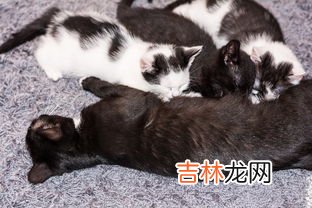 猫生小猫为什么会死,猫生小猫为什么会死