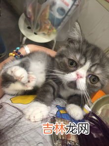 猫生小猫为什么会死,猫生小猫为什么会死