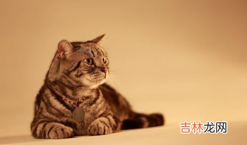 猫生小猫为什么会死,猫生小猫为什么会死