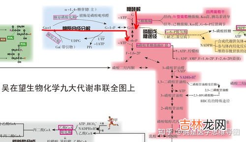 为什么叫葡萄糖,葡萄糖为啥叫葡萄糖