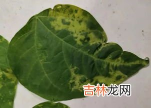 非洲刺李的副作用,非洲刺李的南瓜子油