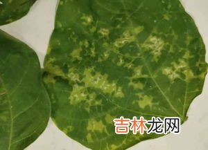 非洲刺李的副作用,非洲刺李的南瓜子油