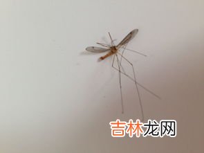 高层为什么有蚊子,为什么住的楼层很高，还是会有蚊子？