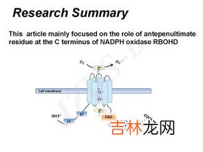 氧气作用,氧气作用 氧气的工业用途介绍