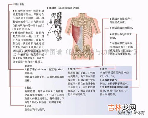 甘甲密骨片的作用与功效,地龙骨的功效与作用