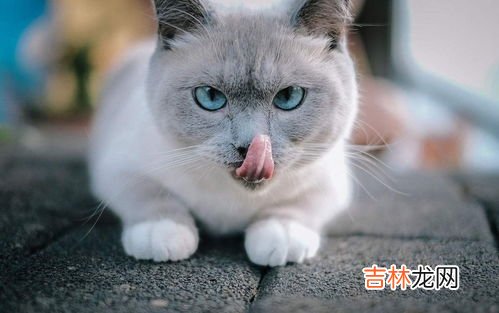 猫咪为什么会拉肠黏膜,猫拉透明粘液的原因和治疗方式