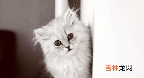 猫咪为什么会拉肠黏膜,猫拉透明粘液的原因和治疗方式