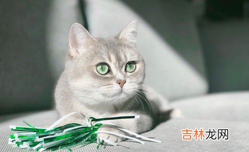 猫咪为什么会拉肠黏膜,猫拉透明粘液的原因和治疗方式