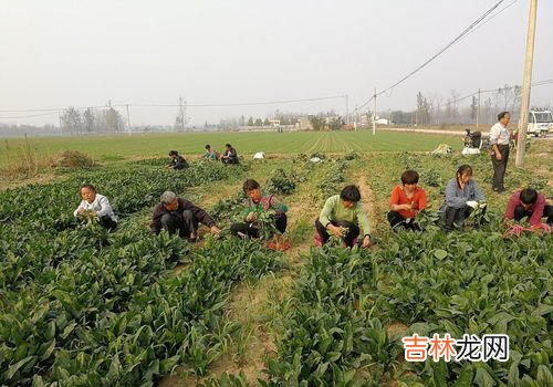 古代一亩地能产多少粮食,清朝一亩田产多少稻谷?