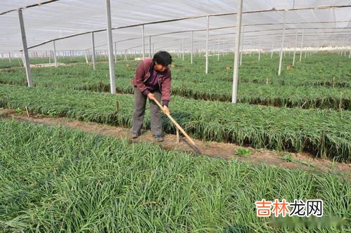 韭菜夏天怎么管理,露天种植韭菜的方法和管理