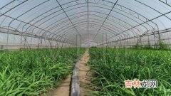 韭菜夏天怎么管理,露天种植韭菜的方法和管理