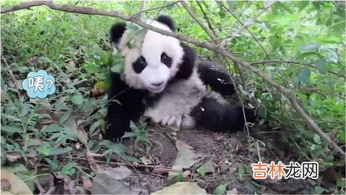 大熊猫吃肉吗,大熊猫吃肉吗