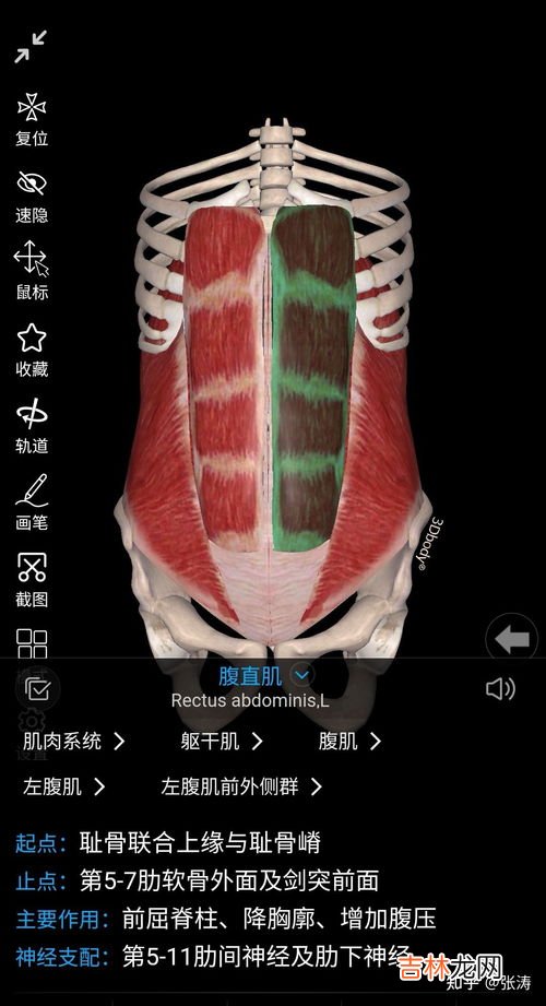 为什么仰卧起坐起不来,仰卧起坐起不来是什么原因 仰卧起坐起不来应该先练什么