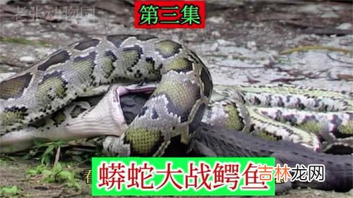 鳄鱼为什么打不过蟒蛇,鳄鱼跟蟒蛇打架谁厉害