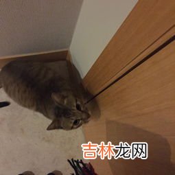 狡猾就是聪明吗,狡猾和聪明的区别