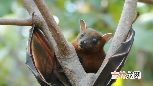 蝙蝠能打死吗,把蝙蝠打死了会有什么后果