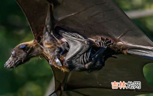 蝙蝠能打死吗,把蝙蝠打死了会有什么后果