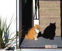 为什么晚上不能看黑猫,晚上看见黑猫是不是不吉利的