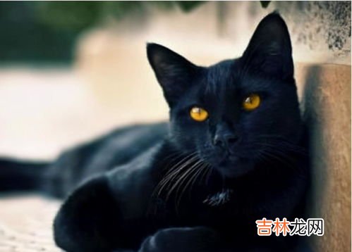 为什么晚上不能看黑猫,晚上看见黑猫是不是不吉利的