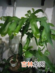 昙花为什么不开花,养了多年的昙花怎么都不开花？