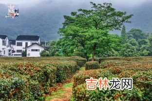 树山在苏州的哪里,苏州树山在那里