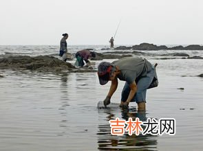 秦皇岛哪里可以赶海拾海货,秦皇岛哪里可以赶海拾海货