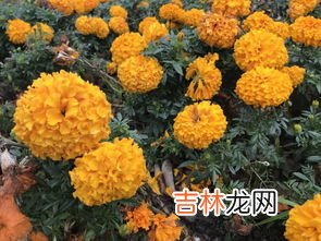六道木是什么树,六道木是什么