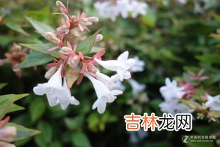 六道木是什么树,六道木是什么