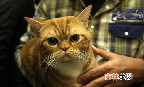 猫发出咕噜咕噜的声音是什么意思,猫一直发出咕噜咕噜的声音怎么回事？