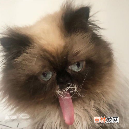 猫为什么喜欢上床,猫为什么会上床睡觉 领地意识的本性展现出来了！