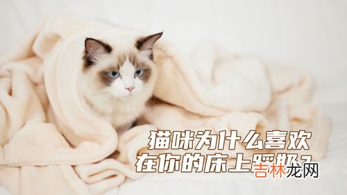 猫为什么喜欢上床,猫为什么会上床睡觉 领地意识的本性展现出来了！