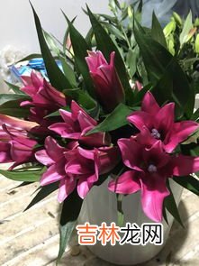 百合花有毒吗?可以放在卧室吗,百合花有毒吗?可以放在卧室吗?