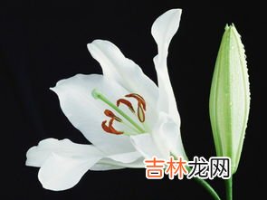 百合花有毒吗?可以放在卧室吗,百合花有毒吗?可以放在卧室吗?