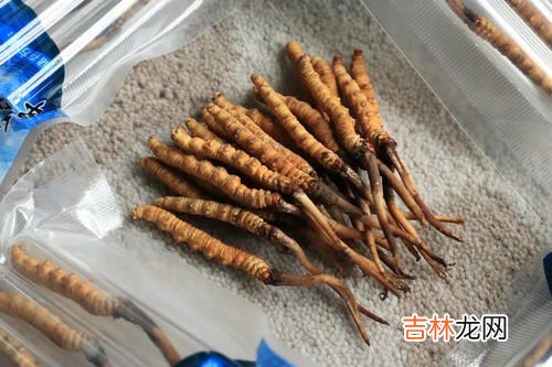 虫草的功效与作用,虫草有什么功效和作用