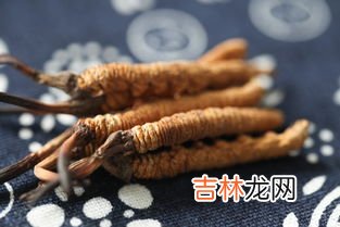 虫草的功效与作用,虫草有什么功效和作用