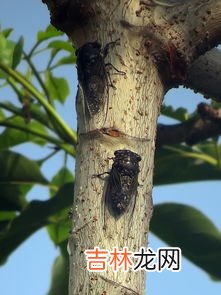 知了在室内吃什么,家养知了吃什么食物